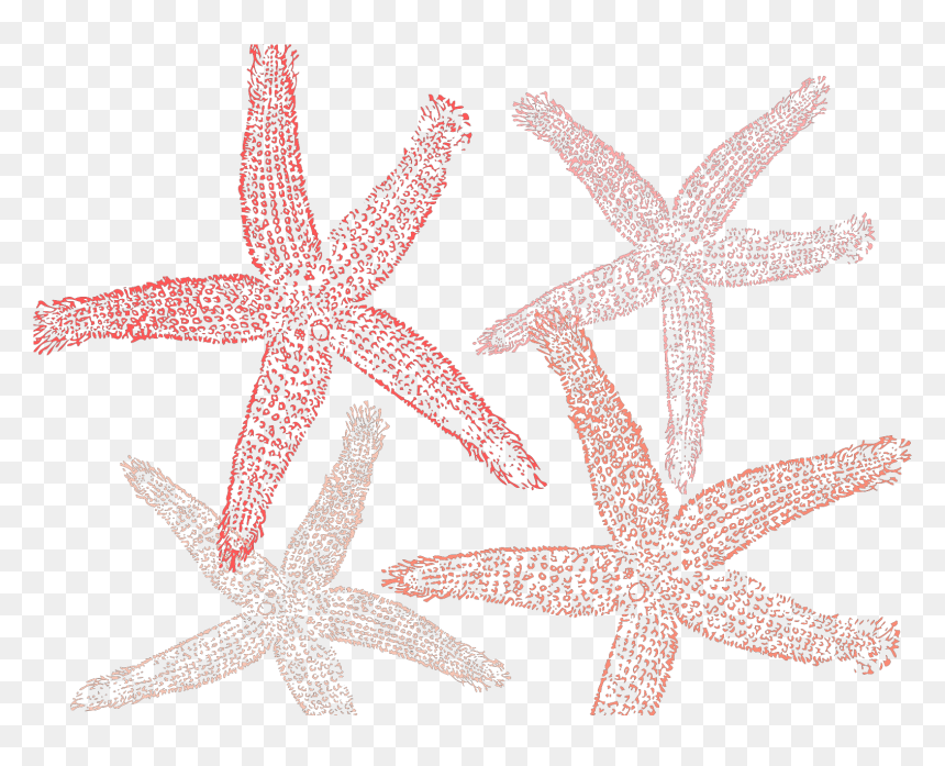 Fish Clip Art, HD Png Download - starfish clipart png