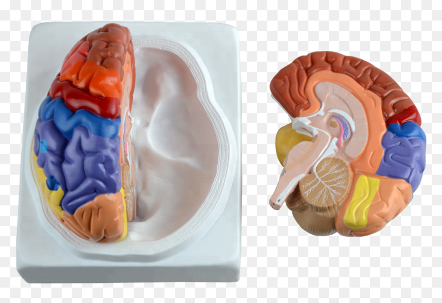 Cerebro Plastico, HD Png Download - human brain png