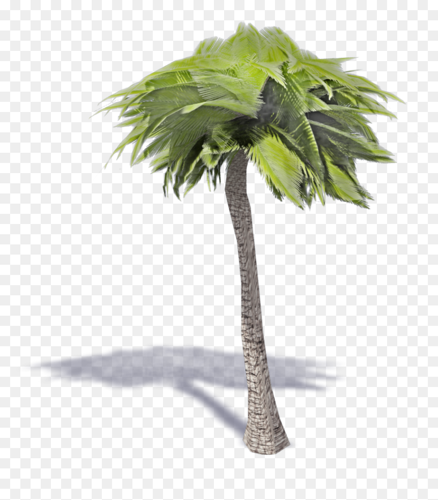 Desert Palm , Png Download - Borassus Flabellifer, Transparent Png - desert tree png