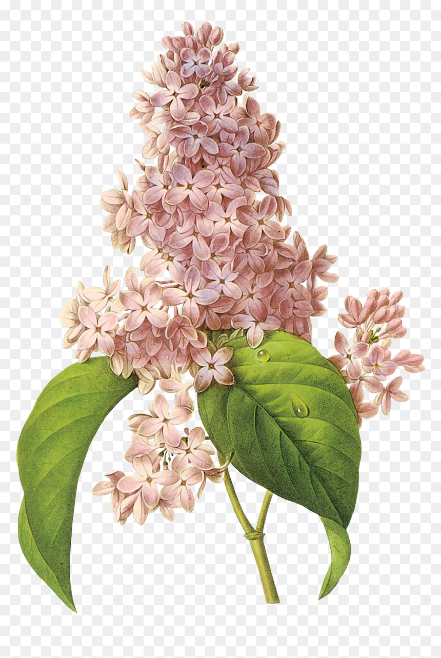 Lilac Png - Pierre Joseph Redoute Lilac, Transparent Png - spring background png