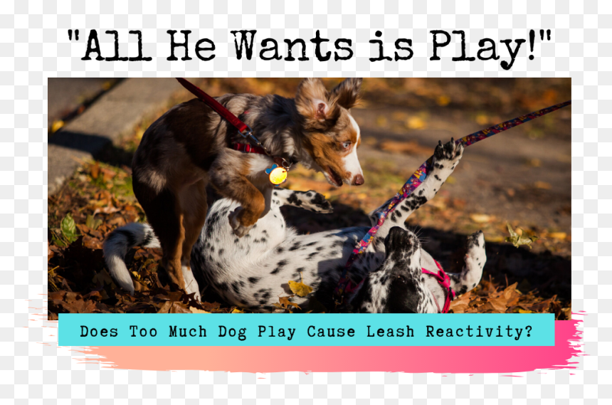 Picture - Dog Catches Something, HD Png Download - diamond dogs logo png
