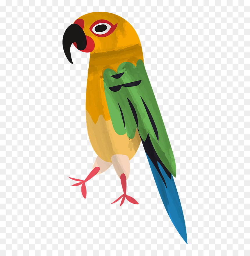 Parrot Clipart - Macaw, HD Png Download - pirate parrot png