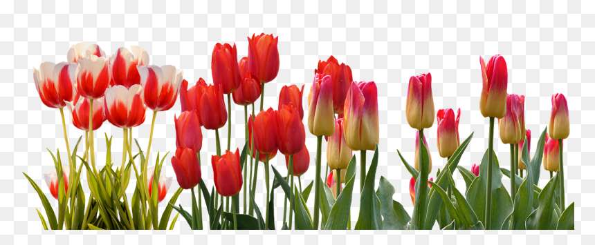 Hyacinth Flower Equinox Spring Tulip International - Tulips Png, Transparent Png - spring background png