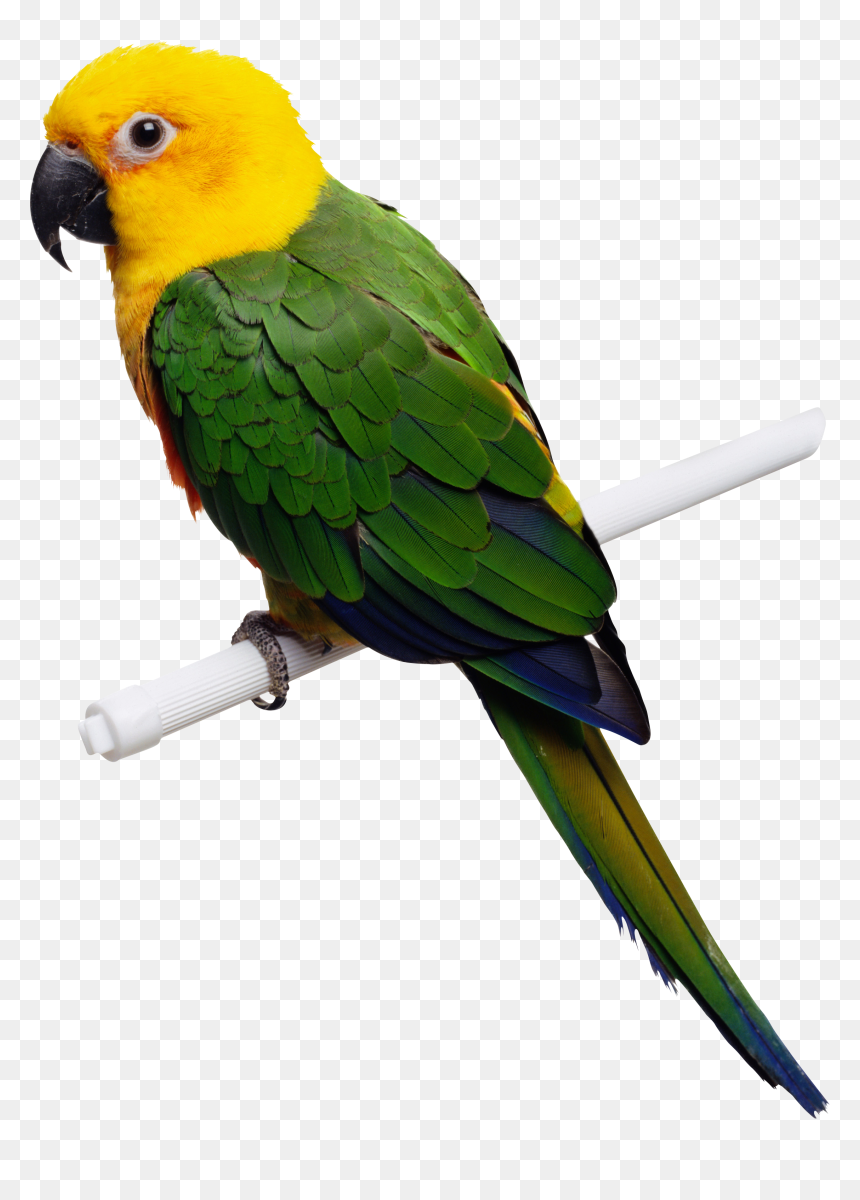 Four Isolated Stock Photo, HD Png Download - pirate parrot png