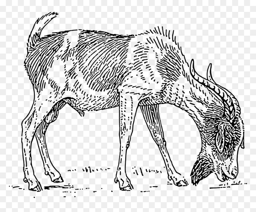 Transparent Goat Horns Png - Drawings Of A Goat Eating Grass, Png Download - goat horns png