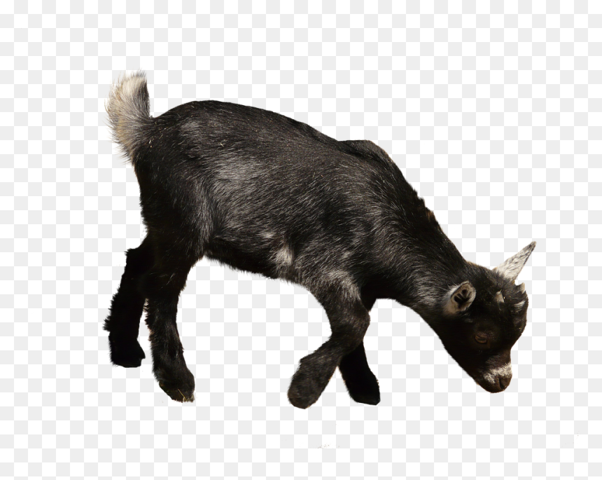 Goat, HD Png Download - goat horns png
