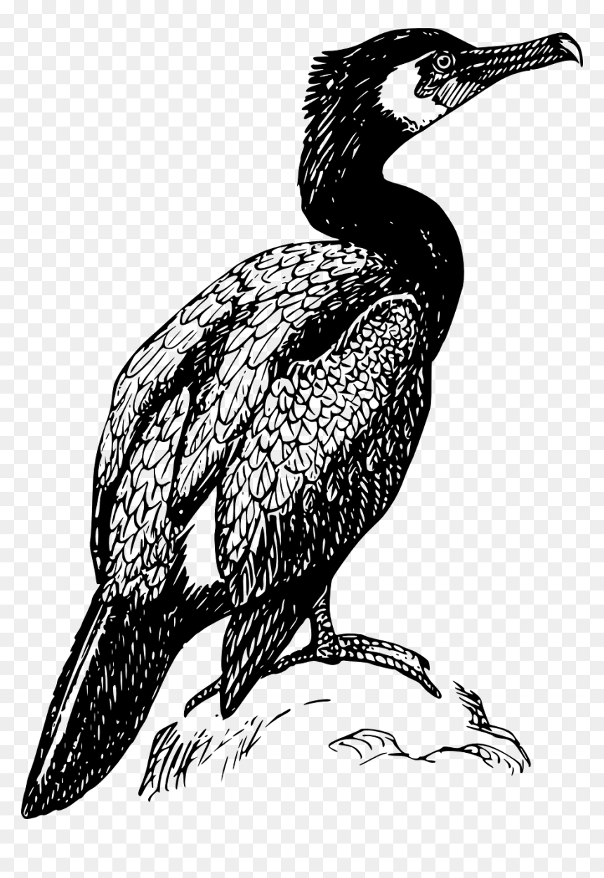 Cormorant Black And White, HD Png Download - bird wings png