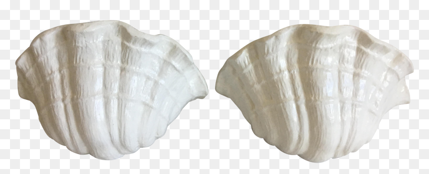 Clam, HD Png Download - clam shell png