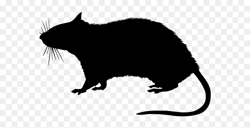 Rodent Stock Photography Silhouette - Transparent Rat Silhouette Png, Png Download - rat silhouette png