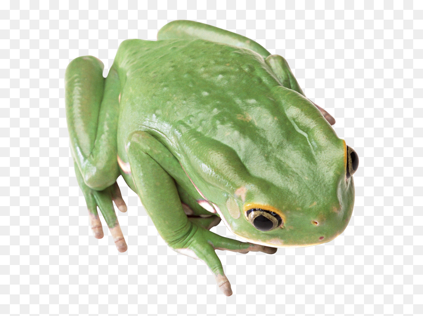 Frog Hd Png Free Download - Frogs Transparent Background, Png Download - rainbow frog png
