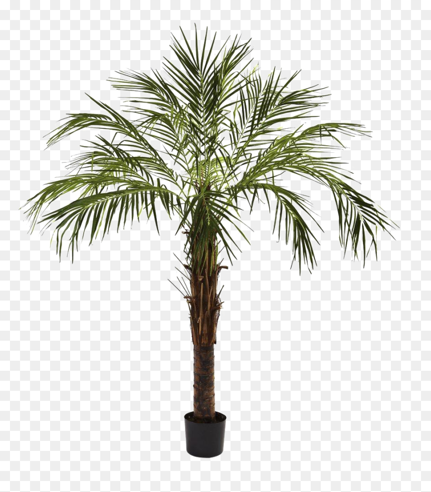 Palmier Robellini, HD Png Download - desert tree png