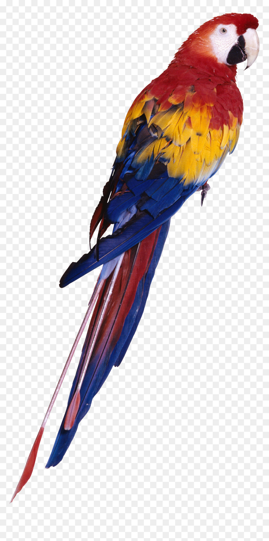 Tropical Animals Png - Parrot Png Full Hd, Transparent Png - pirate parrot png