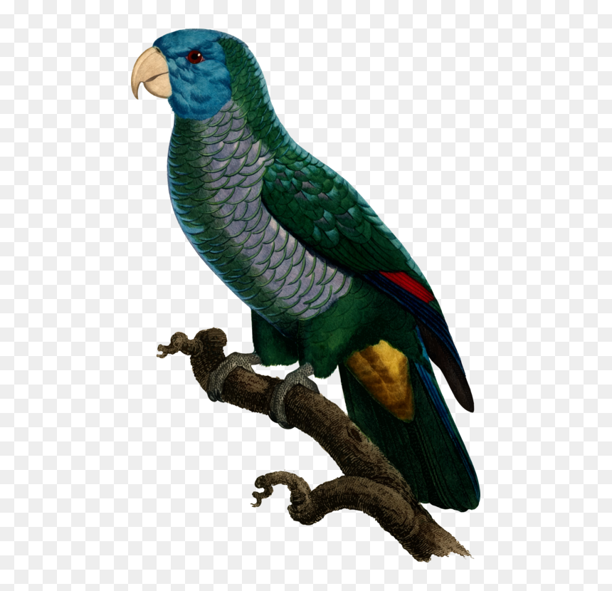 All Photo Png Clipart - Parrots, Transparent Png - pirate parrot png
