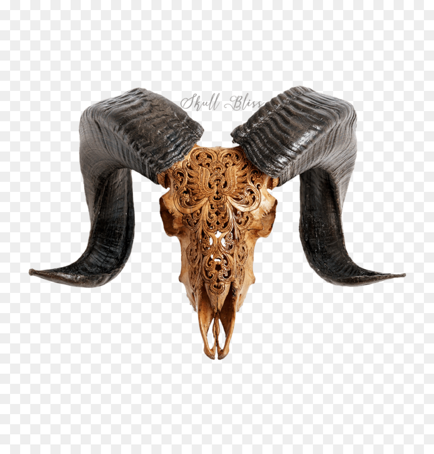 Goat Skull Ram, HD Png Download - goat horns png