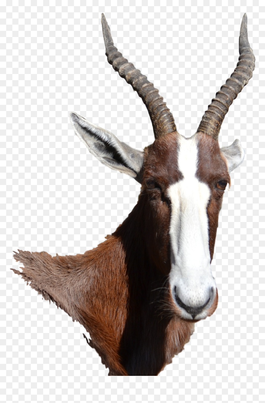 Bontebok Png, Transparent Png - goat horns png