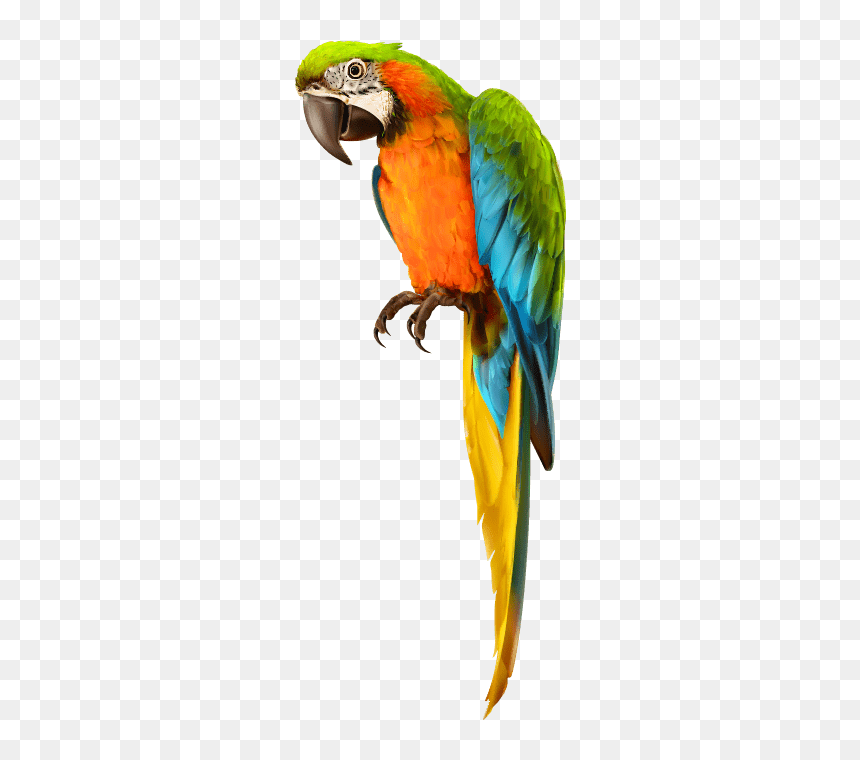 #parrot #bird #pirate #shoulder #pirates #dressup #costume - Picsart Parrot Png Hd, Transparent Png - pirate parrot png