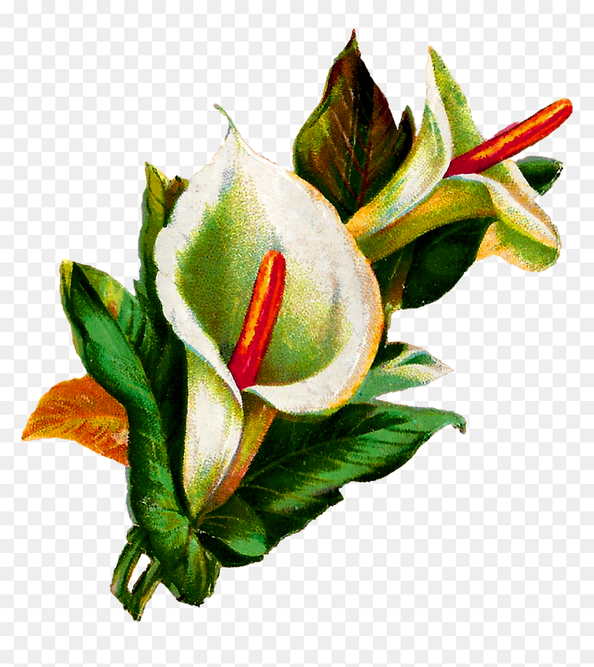 Calla Lily Clipart Potluck - Calla Lily Clipart, HD Png Download - calla lily png