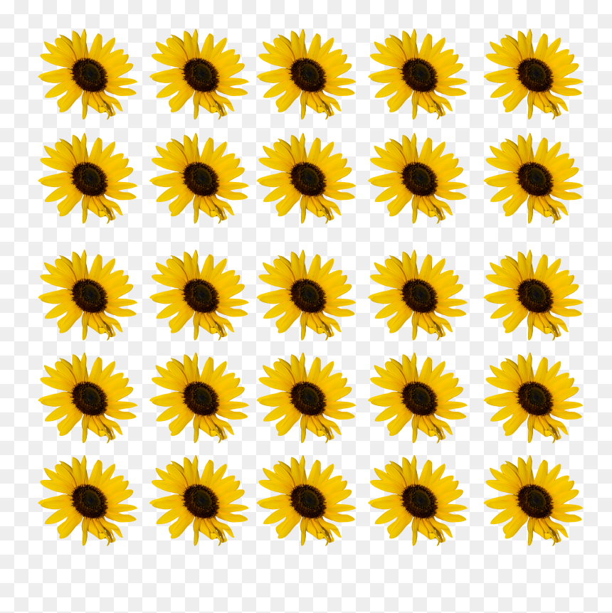 Clip Art, HD Png Download - sunflower vector png