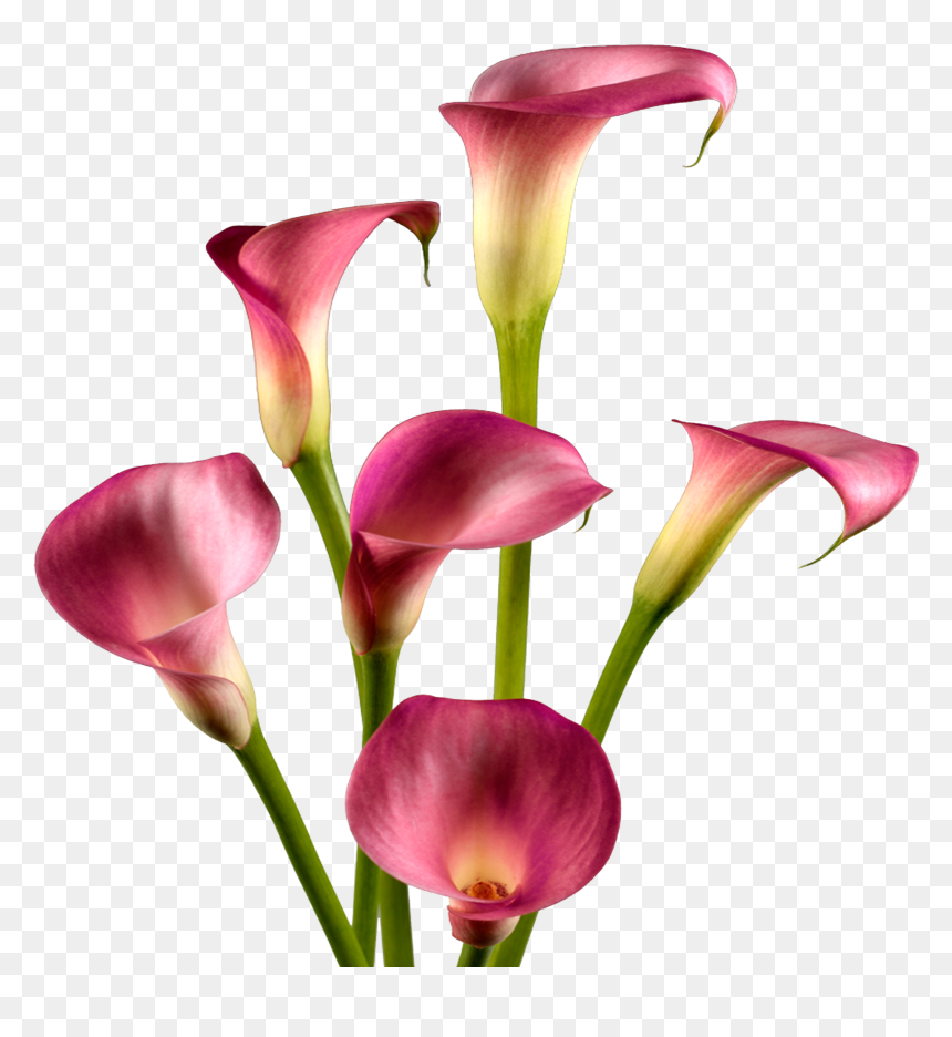 Calla Lily , Png Download - Calla Lily White Background, Transparent Png - calla lily png