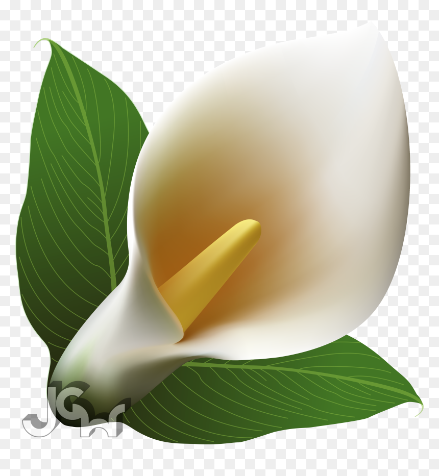 Definition Type - Clip Art, HD Png Download - calla lily png