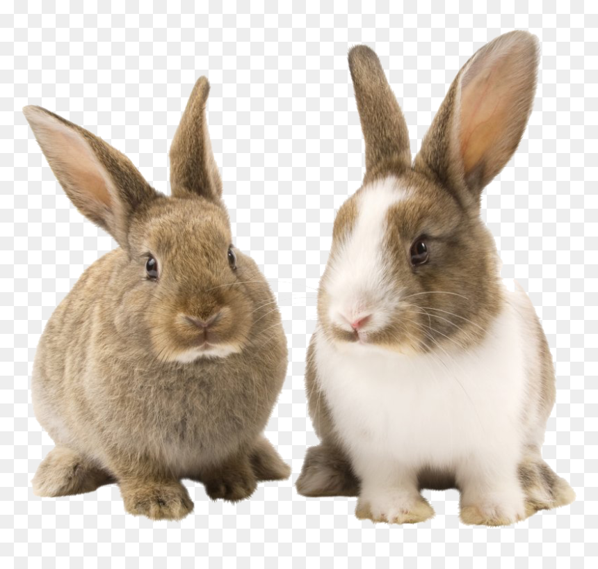 Rabbit Bunny Png Picture - Rabbit Png, Transparent Png - bunny silhouette png