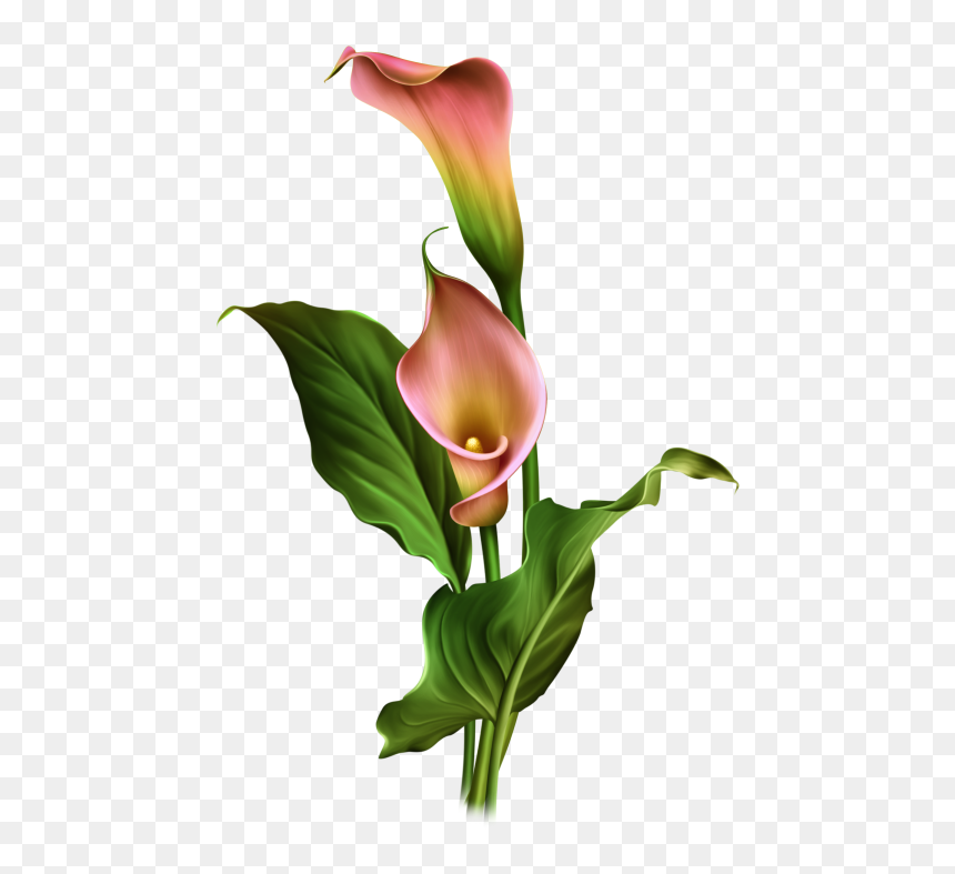 Arum Lily , Png Download - One Stroke Calla Lily Painting, Transparent Png - calla lily png