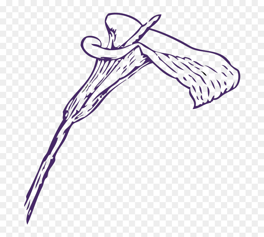 Calla Lily Clip Art, HD Png Download - calla lily png