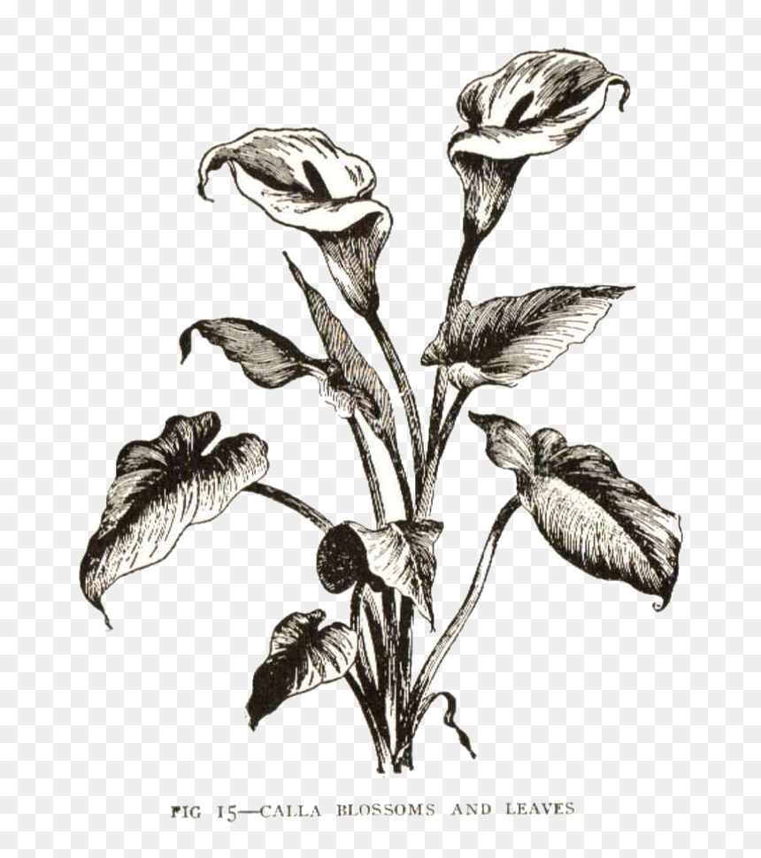 Calla Lily Clipart Vintage - Calla Lily Bush Drawing, HD Png Download - calla lily png