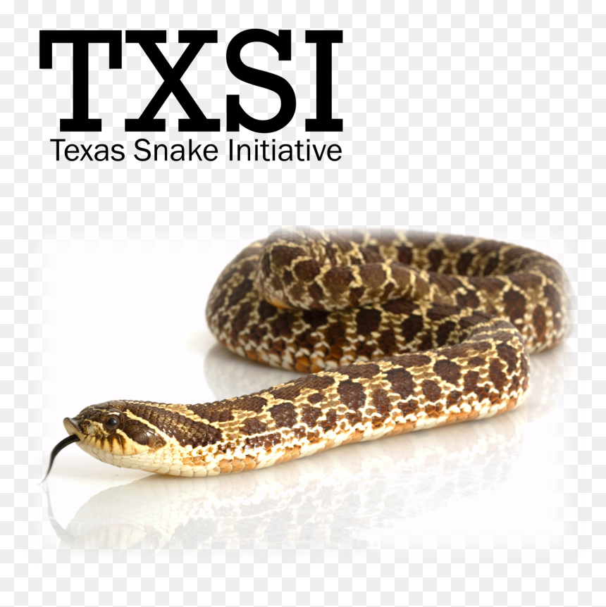Websiteheader2 - Western Hognose Snake Clipart, HD Png Download - snake tongue png