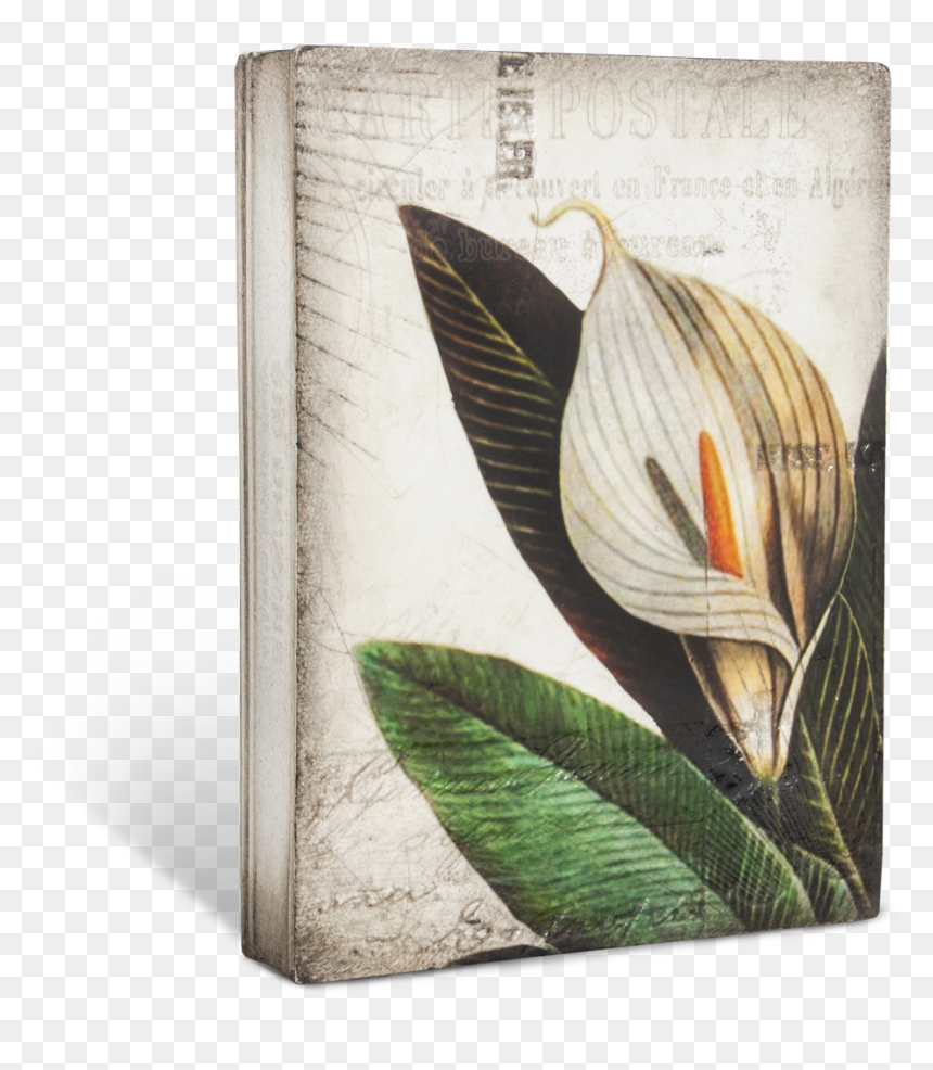 Calla Lily T452 - Arum-lily, HD Png Download - calla lily png