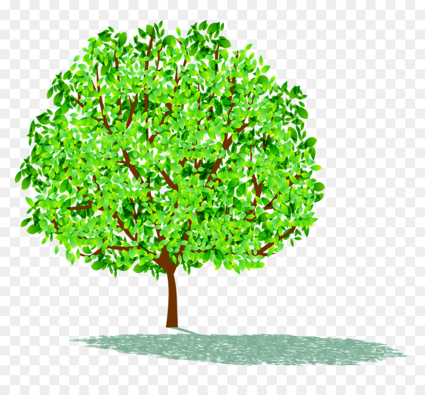 Illustration, HD Png Download - tree shadow png