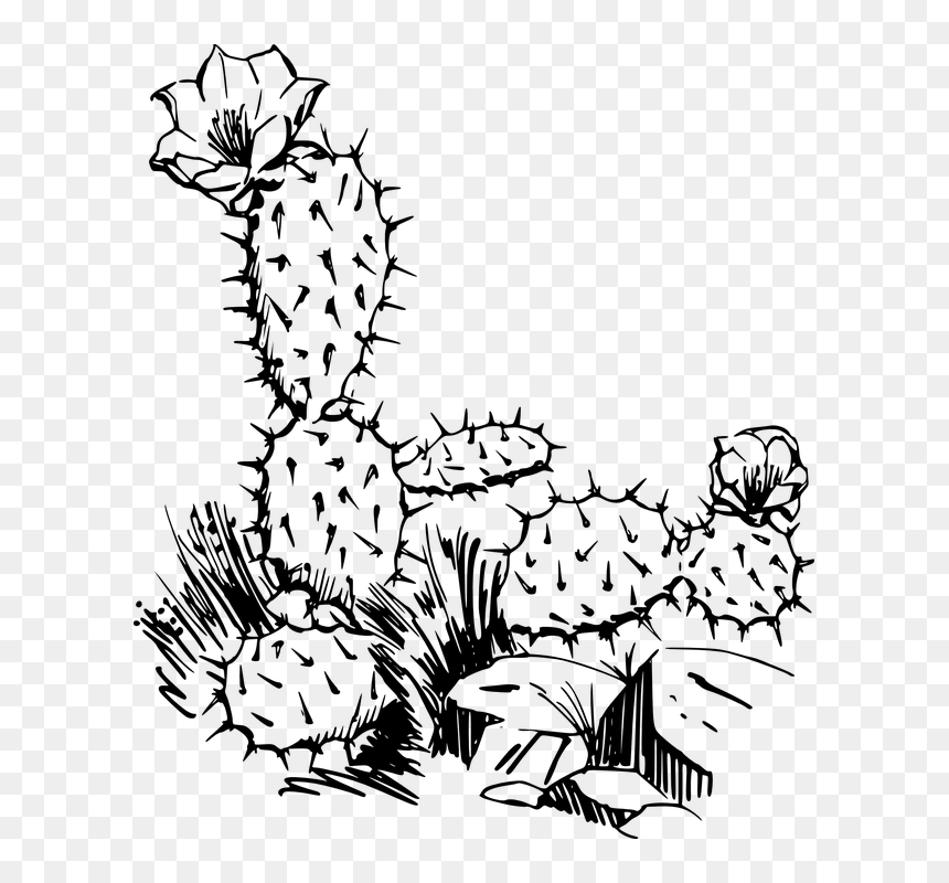 Free Image On Pixabay - Cactus Clip Art, HD Png Download - desert plant png