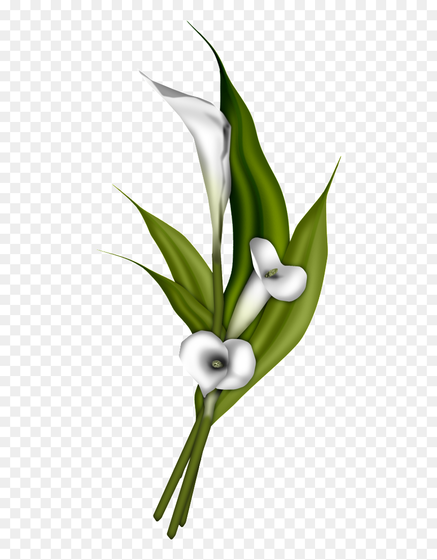 Photobucket Wedding Doves Cake Ideas And Designs - Portable Network Graphics, HD Png Download - calla lily png
