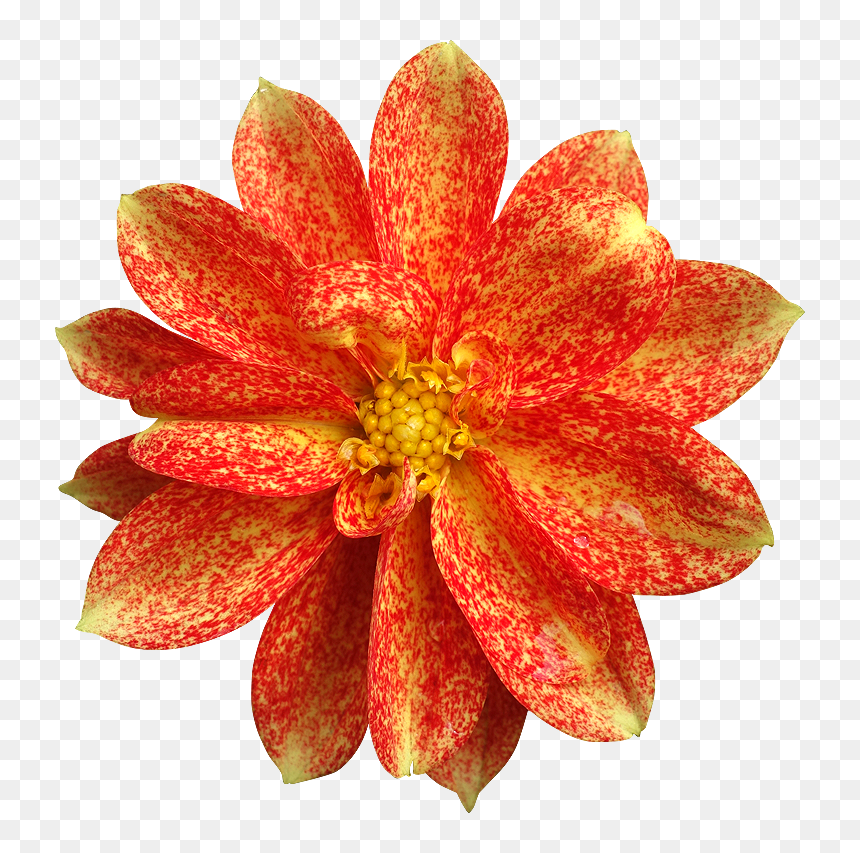 Portable Network Graphics, HD Png Download - gold flower png