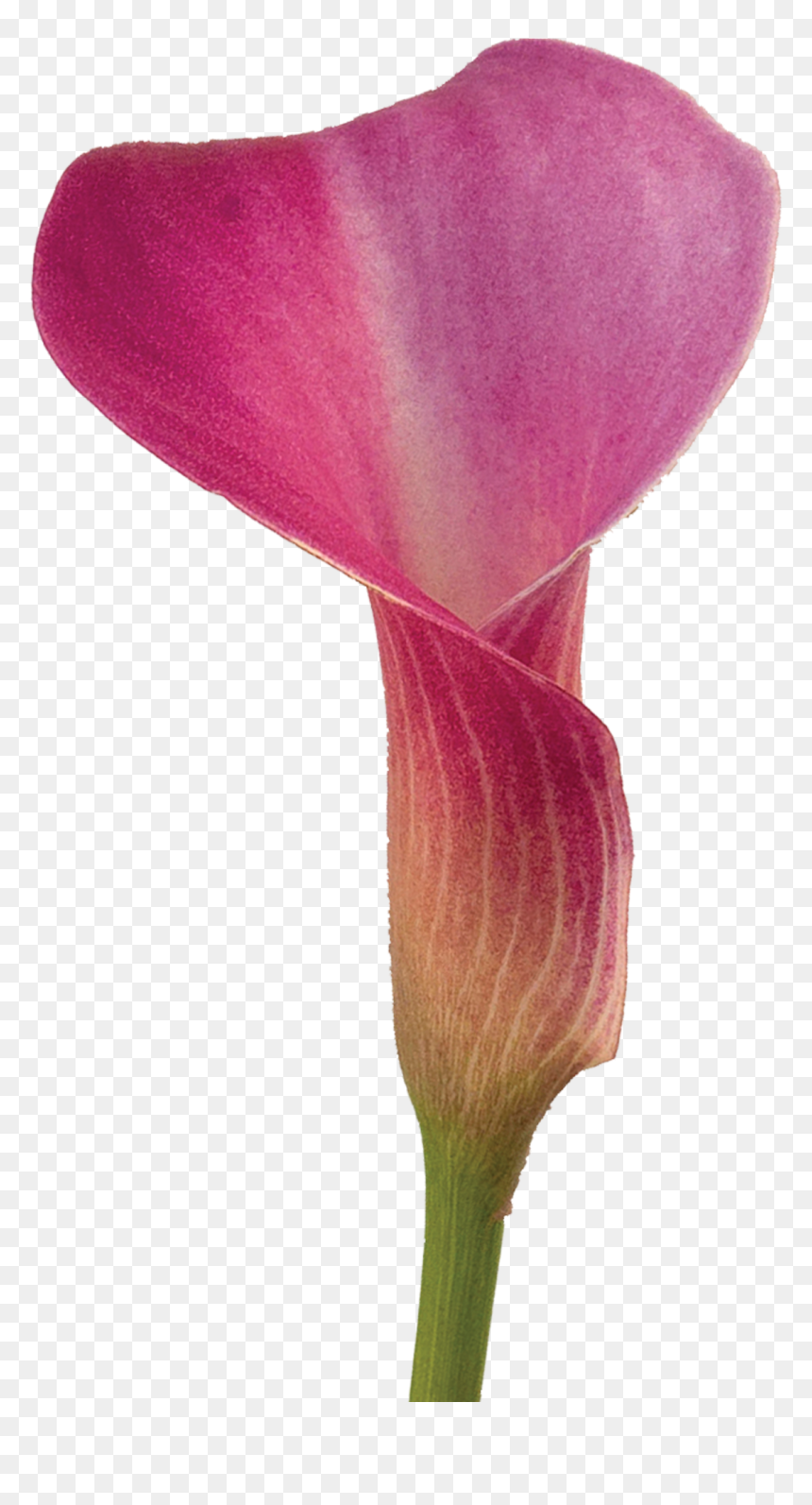 Calla Lilies - Arum, HD Png Download - calla lily png