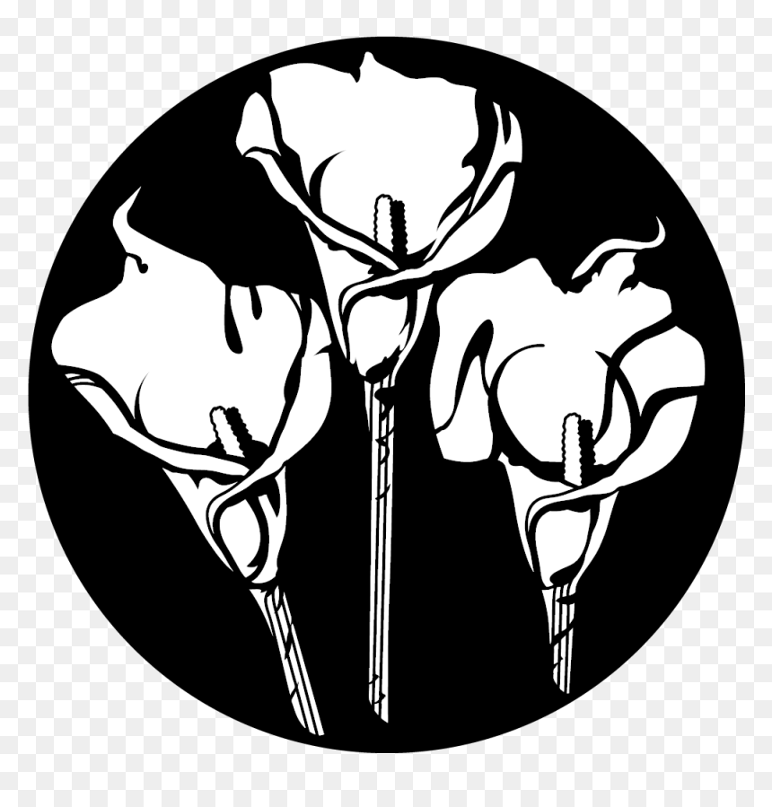 Transparent Calla Lily Png - Illustration, Png Download - calla lily png
