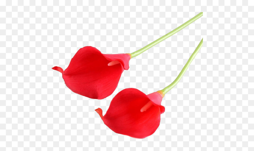 Garden Roses, HD Png Download - calla lily png