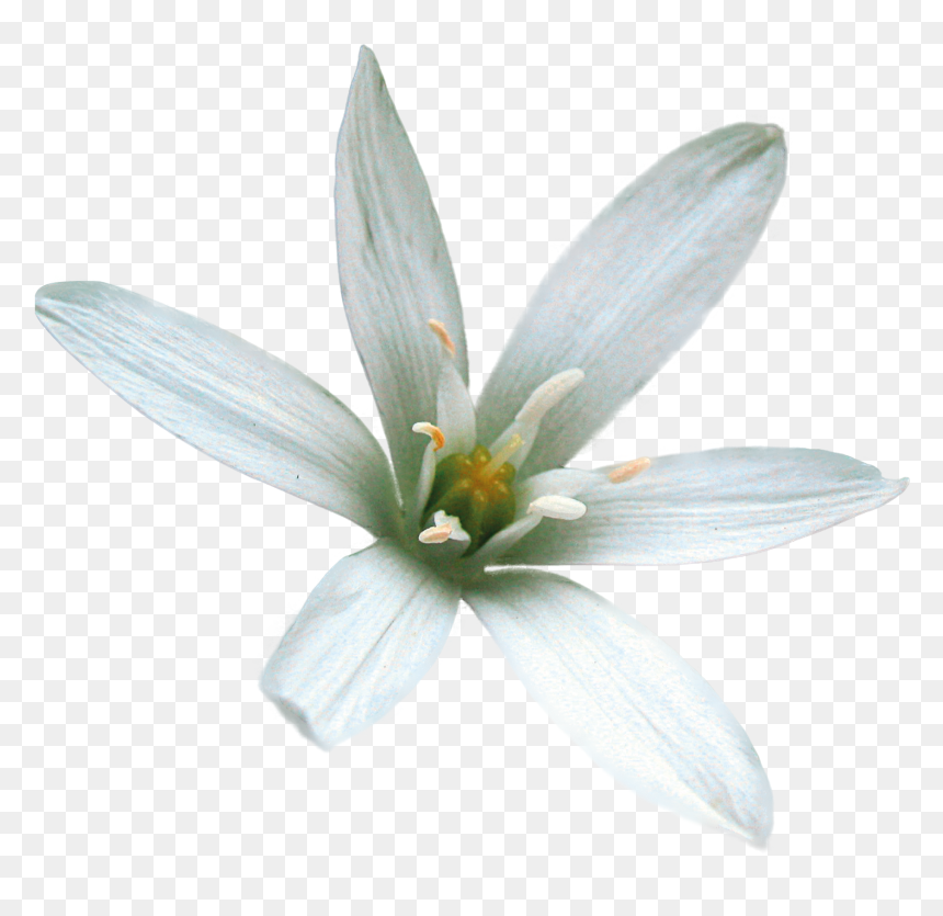 Star Of Bethlehem Flower Png, Transparent Png - star of bethlehem png