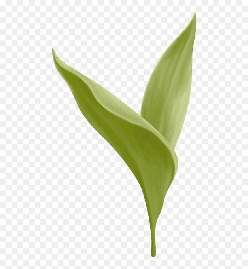 Transparent Lily Of The Valley Png - Canna Lily, Png Download - calla lily png
