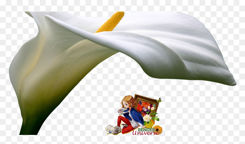 Giant White Arum Lily, HD Png Download - calla lily png