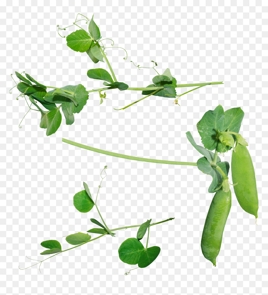 Pea Plant Png , Png Download - Pea Plant Transparent Background, Png Download - desert plant png
