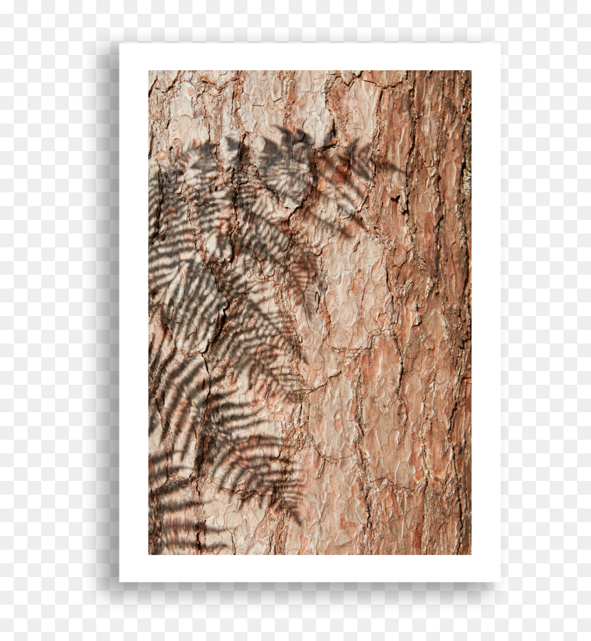 Fern Shadow - Plank, HD Png Download - tree shadow png