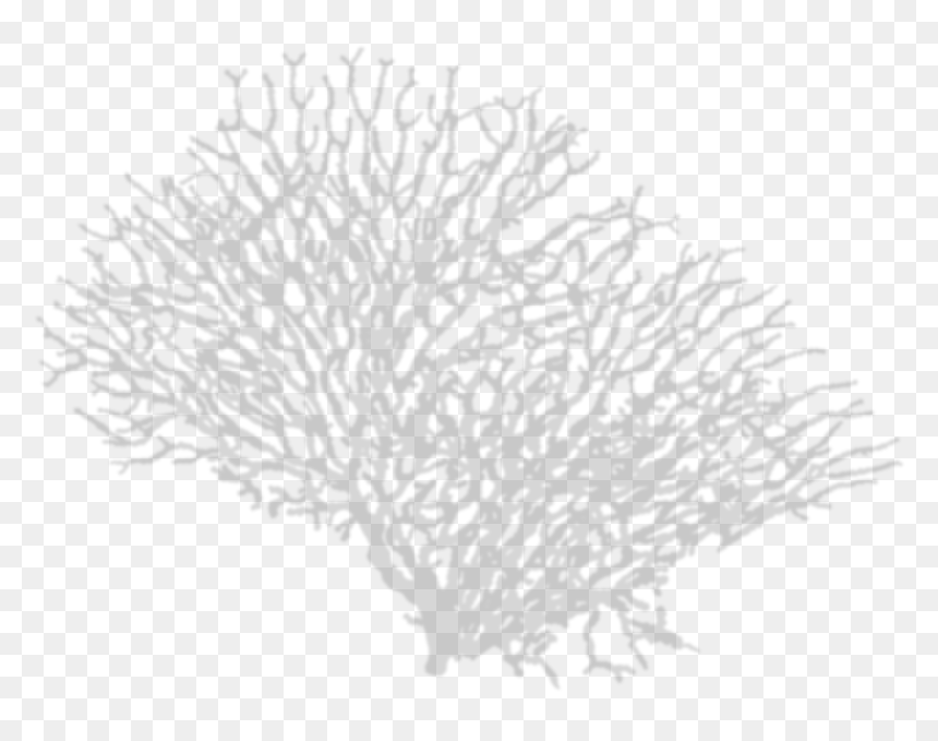 Coral Png, Transparent Png - tree shadow png