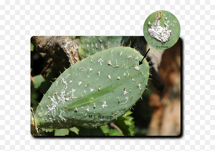 Cochineal Insect On A Opuntia Cactus, HD Png Download - desert plant png