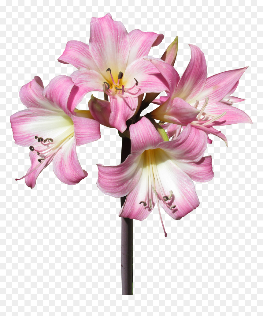 Keep Yesterday Today Tomorrow Plant, HD Png Download - summer flowers png