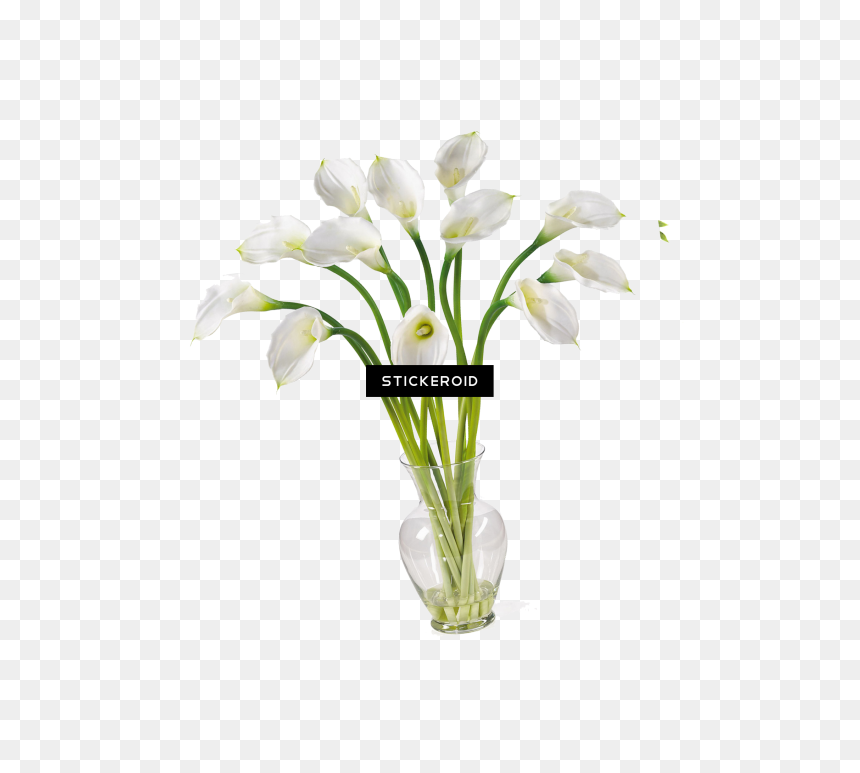 Calla Callalily Flower Nature , Png Download - Lily, Transparent Png - calla lily png