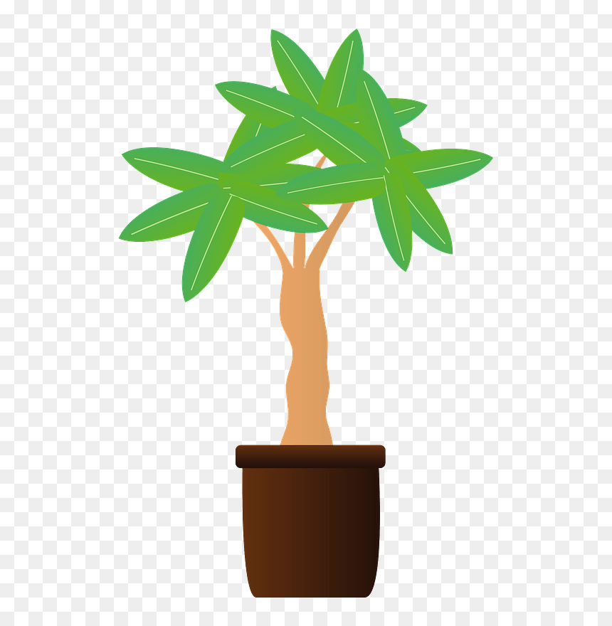 Pachira Tropical Tree Clipart - Houseplant, HD Png Download - tropical tree png