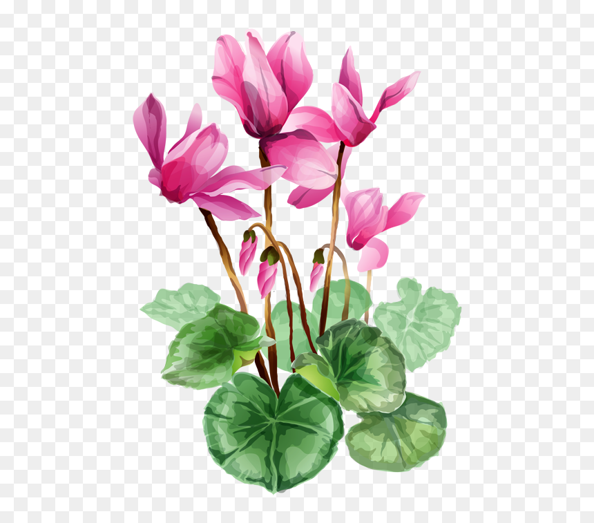 Summer Flowers Clip Art - Cyclamen Png, Transparent Png - summer flowers png