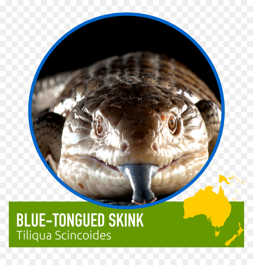 Animals-07 - Hodder Plc-blood & Ashes, HD Png Download - snake tongue png