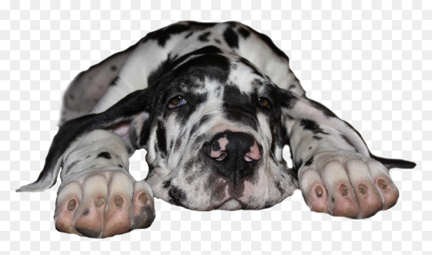 Great Dane Kennel - Great Danes Png, Transparent Png - great dane png